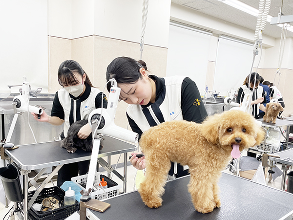 ☆先輩のトリミングを見学☆